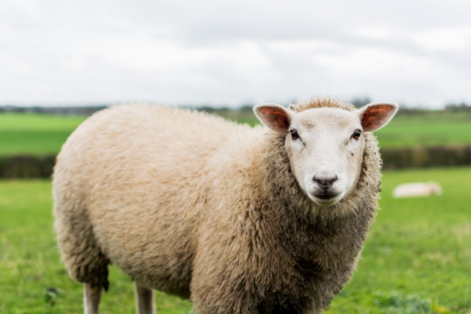 sheep in a field